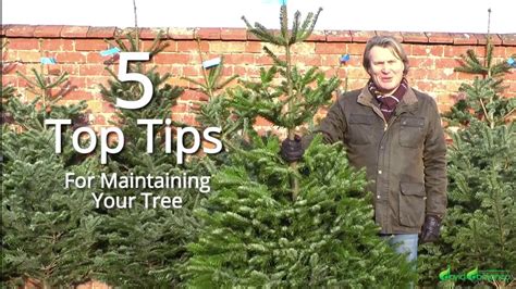 Maintaining the Christmas Tree